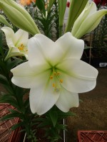 [5137 Global Village No01.JPG]